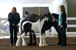 gypsy cob vanner horse for sale