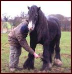 foundation of the gypsy vanner horse