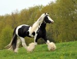 Royal gypsy stallion