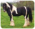 famous gypsy horse