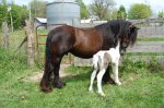 gypsy horse for sale